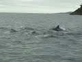 Dolphins on the move Dolphins on the move