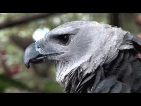 harpy eagle