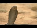 Man vs Wild - New Night, New Time, Same Ole Bear