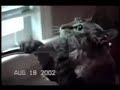 funny-cats-3.html