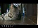 ツネオのとおせんぼ「ラッキー編」