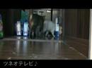 ツネオのとおせんぼ「ラッキー編」