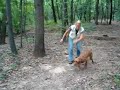 Wirehaired Vizsla -retrieval of fox from hurdle