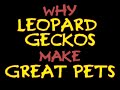 Why Leopard Geckos Make Great Pets