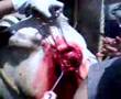 FESC enucleacion de ojos de una vaca