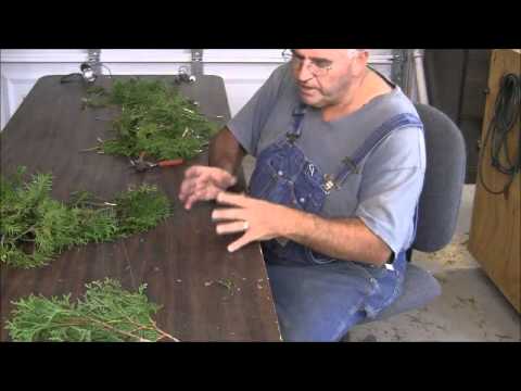 how to transplant emerald cedars