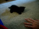 my kitty sanura my kitty sanura