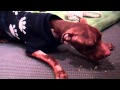 Patrick gets his first dog bone