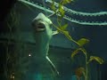 Weird fish in Osaka acuarium Weird fish in Osaka acuarium