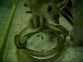 Fishin fennec fox