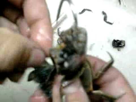 como encarnar para la corvina negra!.