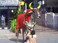 Dancing Bull: Polaa