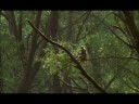 Red-faced Macaque - Symbiosis