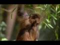 Red-faced Macaque - Symbiosis