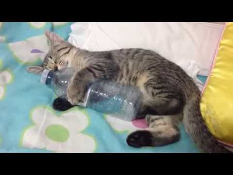 Cat with a drinking problem!