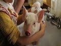 Dakota Fanning - Charlottes Web Dakota Fanning - Charlottes Web