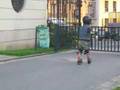 Ago test wheelie N°1
