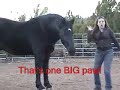 One Big Paw: Trick Training my Percheron Horse Toby