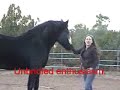 One Big Paw: Trick Training my Percheron Horse Toby