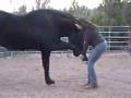 One Big Paw: Trick Training my Percheron Horse Toby