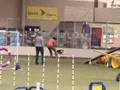 Suki to compete March 28-30 in the American Kennel Club (AKC
