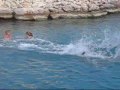 Dolphin \