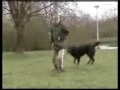 canine freestyle Massy & Bobby training