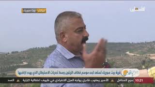 صباح الخير يا قدس.. بيت سوريك شمال غرب القدس.. موسم قطف الزيتون في فلسطين صباح الخير يا قدس.. بيت سوريك شمال غرب القدس.. موسم قطف الزيتون في فلسطين
