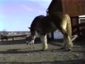 Hilarious, Donkey Yells at Huge Clydesdale Horse! Awesome