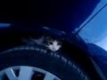 Citroen C4 and a Cat