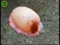 Totally weird - New anus jellyfish like species found in Japan