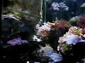 Dwarf Angelfish Spawning Courtship Breeding C. argi Dwarf Angelfish Spawning Courtship Breeding C. argi