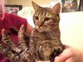 Kitties HATE Mermaids!