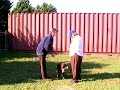 Tia Border Collie Passes Herding Instinct Test