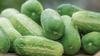 Quick Start Gardening Guide: How to Grow Cucumbers in Containers