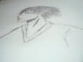 video dessin