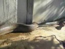 Shy Snake