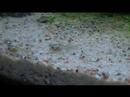Corydoras paleatus
