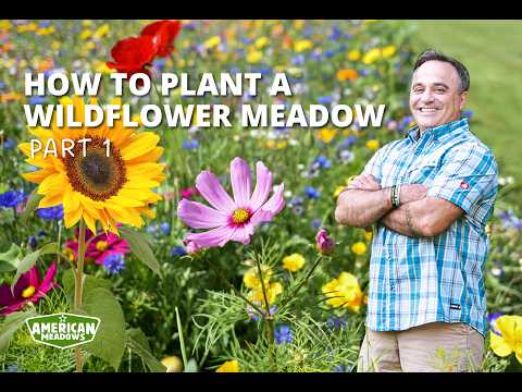 how to plant wildflowers