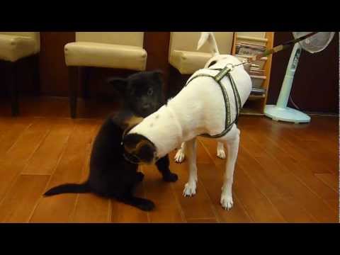 canary dog