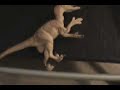Venatosaurus vs. Basilisk: TLC Match from FMDM