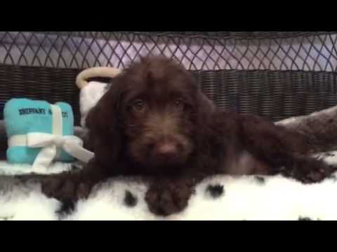 Such A Stud! Handsome, Chocolate Labradoodle!