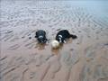videos de Daft Dogs - Harder, better, faster, stronger