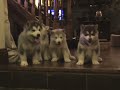 Alaskan Malamute Puppies