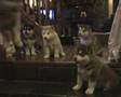 Alaskan Malamute Puppies (6weeks old)p2