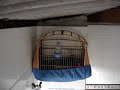 Pássaro Preto Cantando