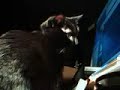 My cat infront of my monitor.