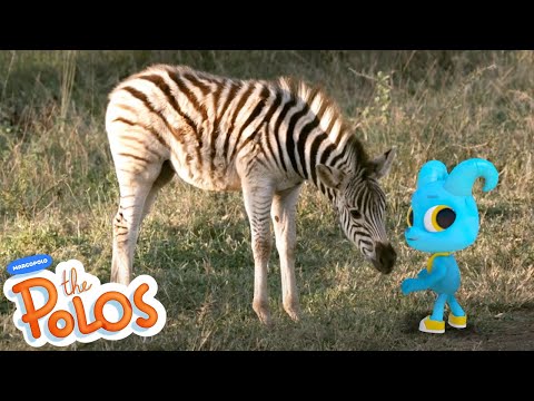 That's the Zebra | MarcoPolo World School | Learn At Home