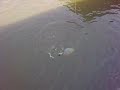 Pacu (Bawal air tawar) on fly