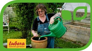 Gurken im Topf anpflanzen: So gelingt die Gurkenernte bei Kübelhaltung